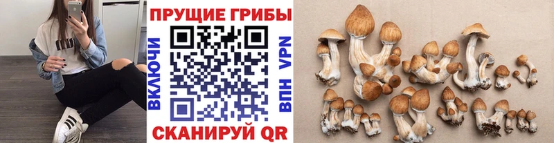 Купить  Ногинск  Псилоцибиновые грибы Psilocybe 